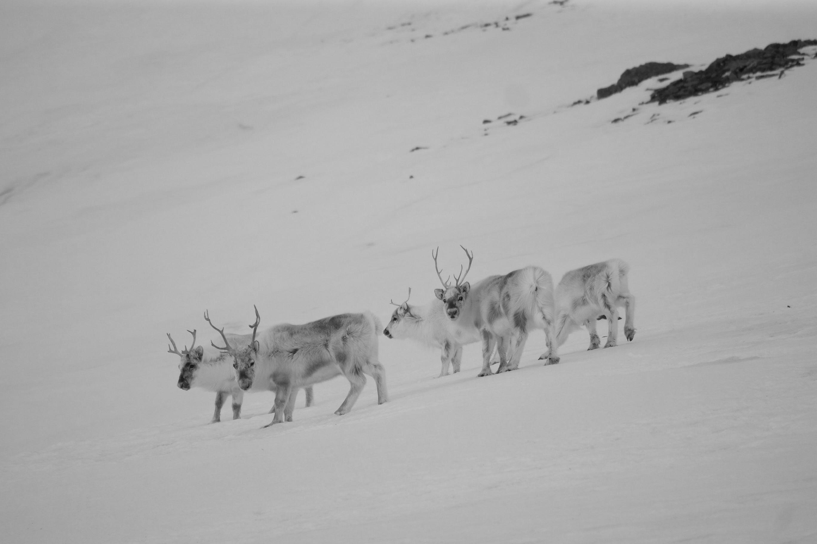 Nowy program: Svalbard/Spitsbergen wyprawa trekkingowa