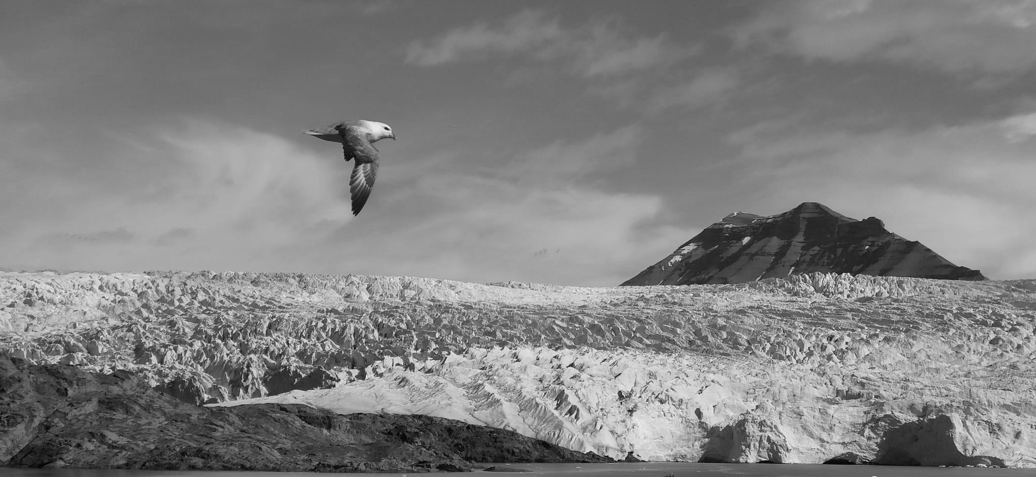 Galeria zdjęć z wyprawy Svalbard/Spitsbergen 2022