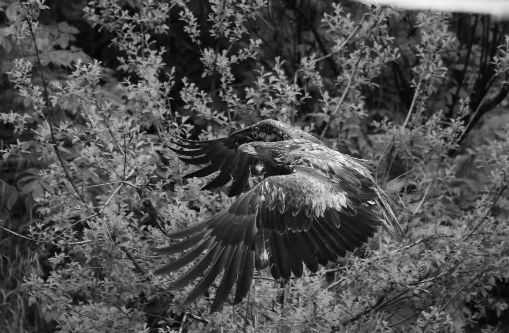 Nowy program: Alaska – poza utartym szlakiem